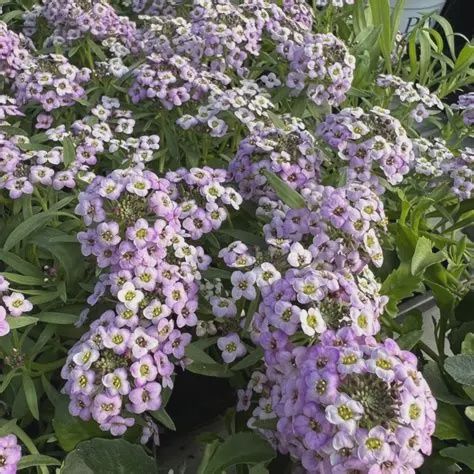 Lobularia STREAM™ 'Lavender' Stream™ Lavender Lobularia