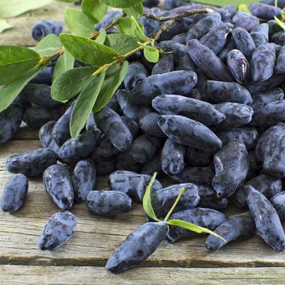 Lonicera caerulea 'Aurora' Auroria Honeyberry