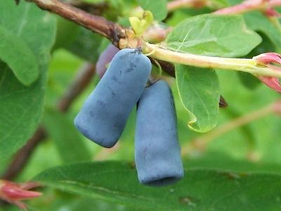 Lonicera caerulea 'Boreal Beast' Boreal Beast Honeyberry