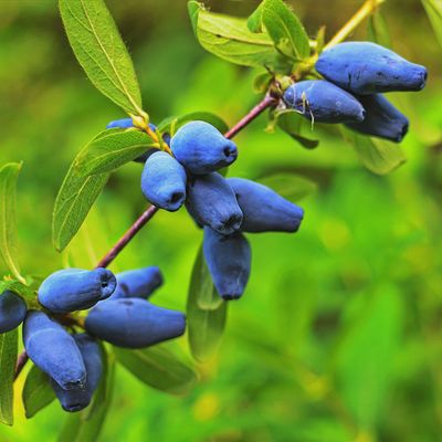 Lonicera caerulea 'Tundra' Tundra Honeyberry