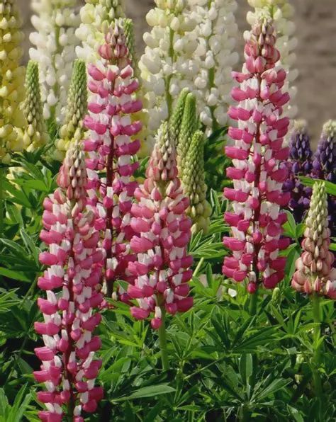 Lupinus 'Minarette' Minarette Lupine