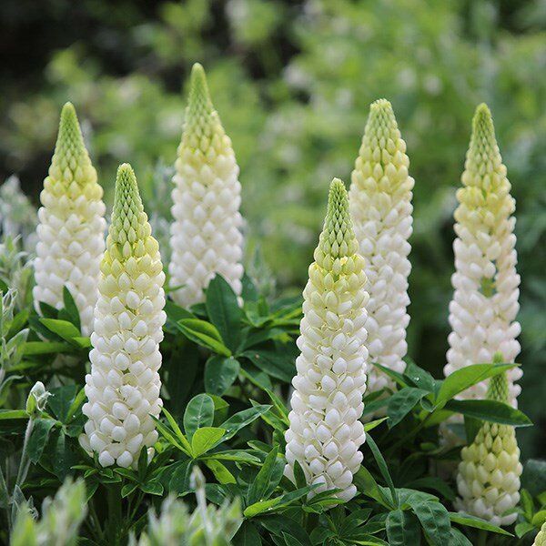 Lupinus x polyphyllus 'Russell Noble Maiden' Russell Noble Maiden Lupine