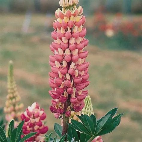 Lupinus x polyphyllus 'Russell The Chatelaine' Russell The Chatelaine Lupine
