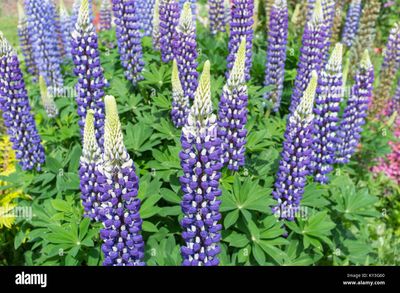 Lupinus x polyphyllus 'Russell The Governor' Russell The Governor Lupine