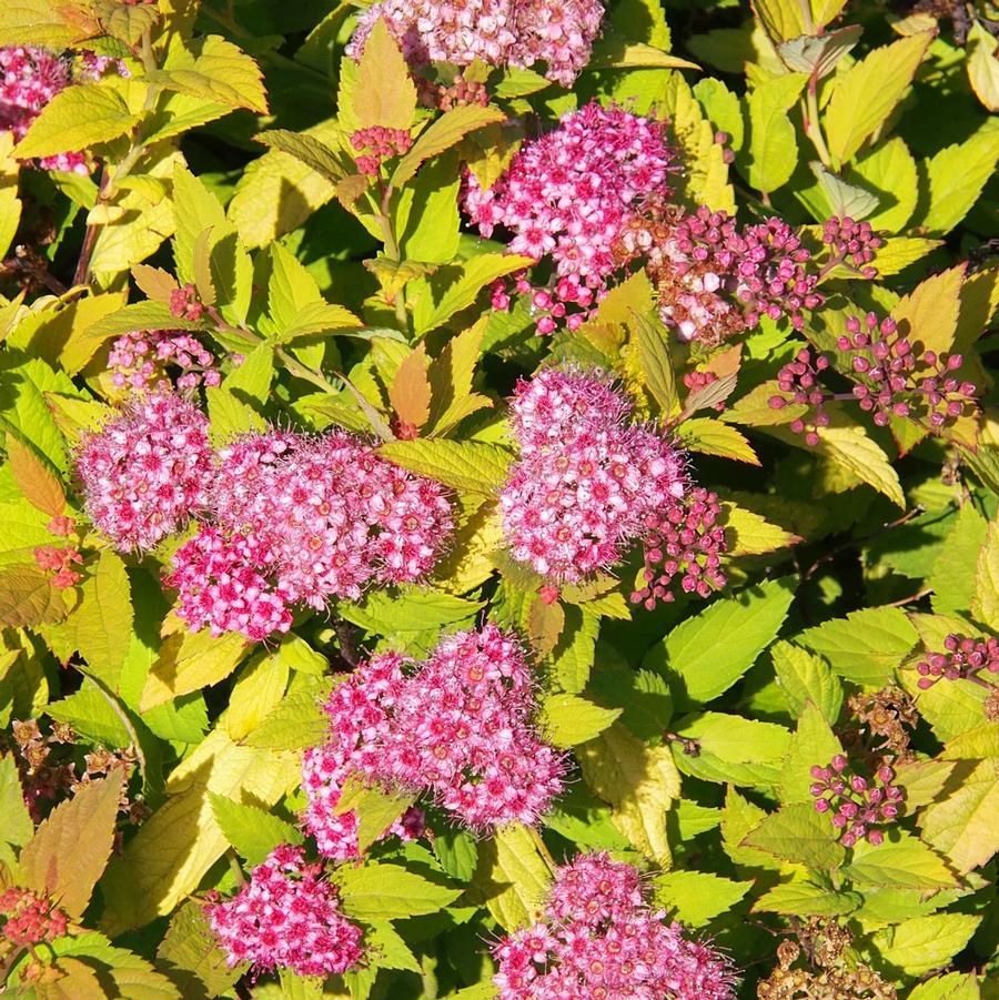Spirea japonica 'Walbuma'  Magic Carpet Spirea