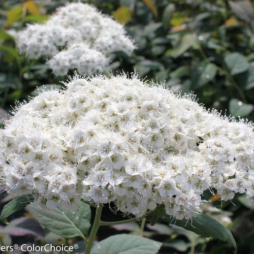 Spirea media 'SMSMBK' Double Play® Blue Kazoo® Spirea