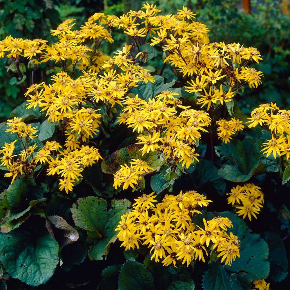 Ligularia dentata 'Othello' Ligularia