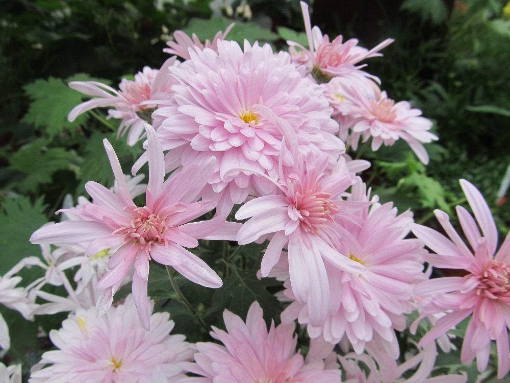 Chryasanthemum x morifolium 'Prairie Lavender' Prairie LavenderMum