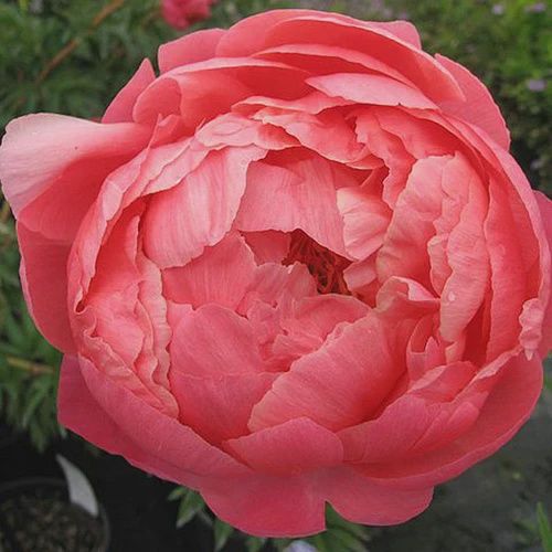 Paeonia lactiflora 'Coral Charm' Coral Charm Peony