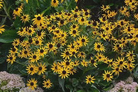 Rudbeckia fulgida 'Little Goldstar' Little Goldstar Black-Eyed Susan