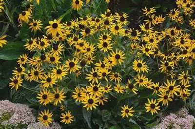 Rudbeckia fulgida 'Little Goldstar' Little Goldstar Black-Eyed Susan