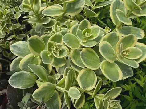 Sedum Sunsparkler® 'Lime Twister' Sunsparkler® Lime Twister Stonecrop