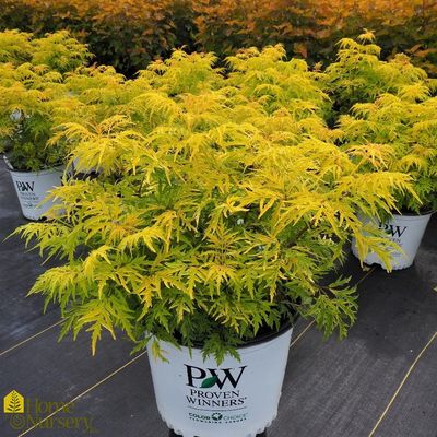 Sambucus racemosa 'SMNSRD4' Lemony Lace® Elderberry