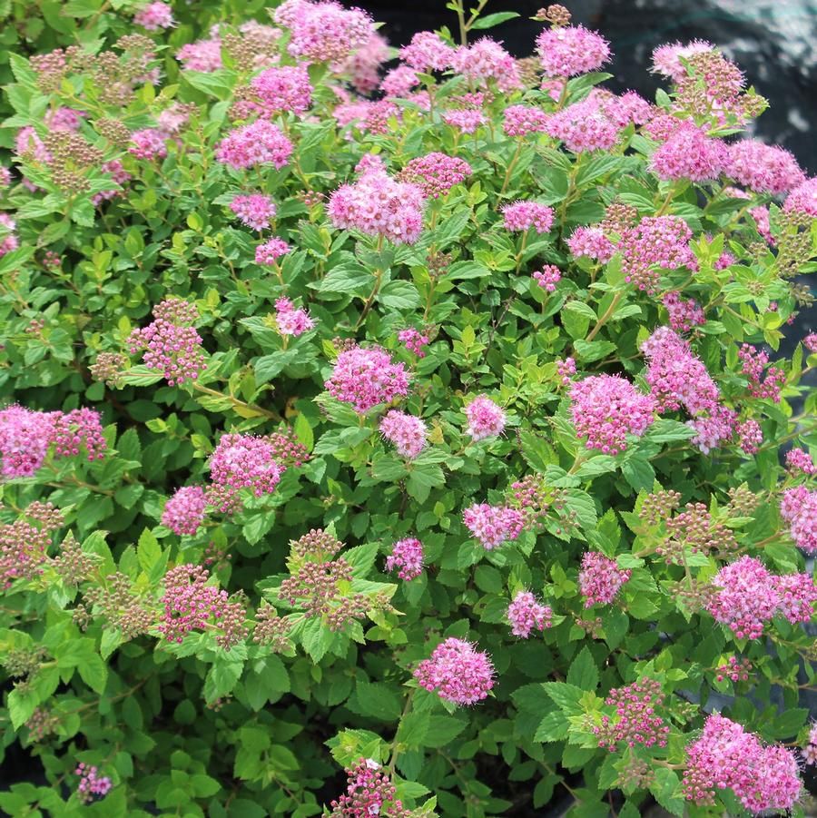 Spirea japonica  'Little Princess' Little Princess Spirea