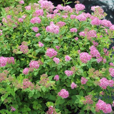 Spirea japonica  'Little Princess' Little Princess Spirea