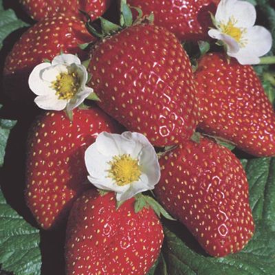 Fragaria x ananassa 'Fort Laramine'  Fort Laramine Strawberry