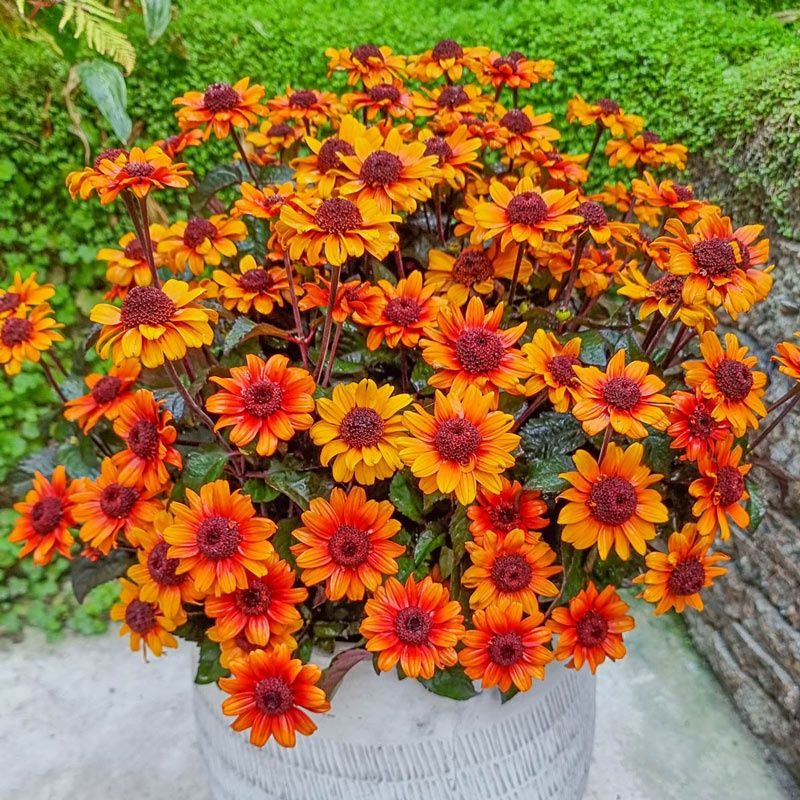 Heliopsis helianthoides scabria 'Luna Roja' Sunflower Luna Roja False Sunflower