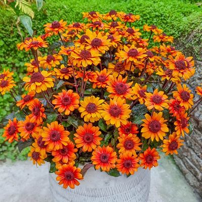 Heliopsis helianthoides scabria 'Luna Roja' Sunflower Luna Roja False Sunflower