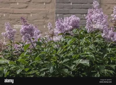 Syringa villosa 12-18" BR Seedling Villosa Lilac