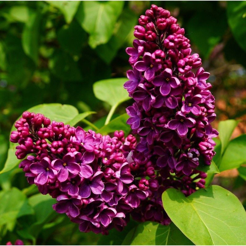 Syringa vulgaris 'Charles Jolly' Charles Joly Lilac