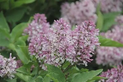 Syringa x 'Jeflady' Little Lady™ Lilac