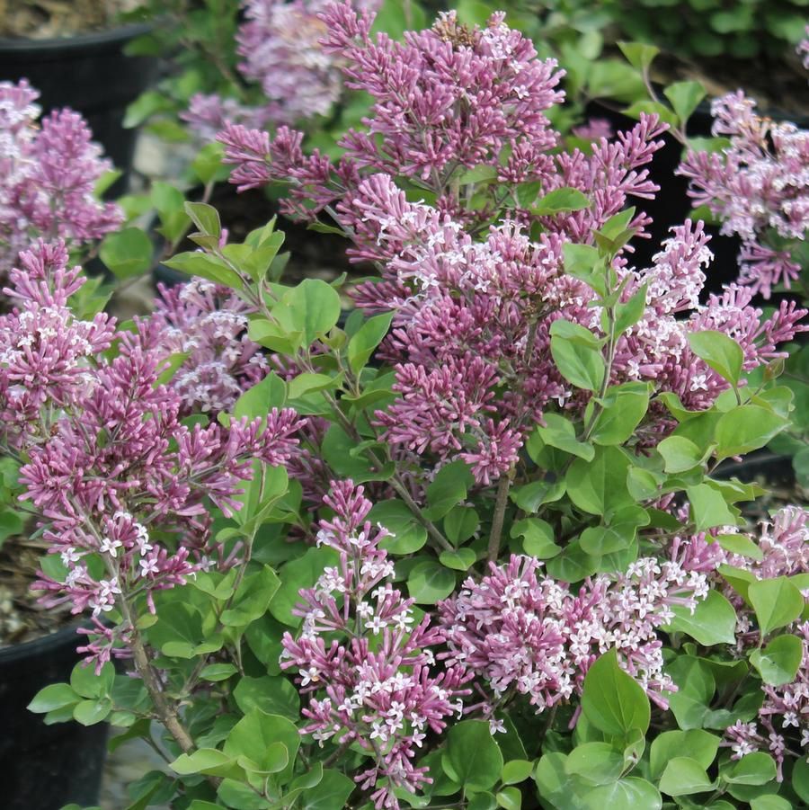 Syringa x prestoniae 'Royalty' Royalty Lilac
