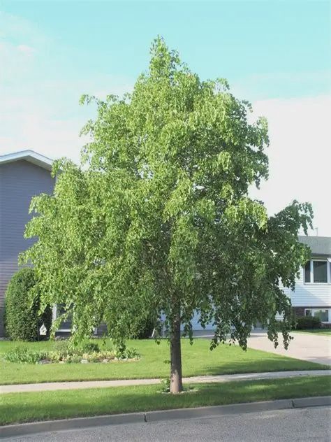 Tilia cordata 'Golden Cascade' Golden Cascade Littleleaf Linden