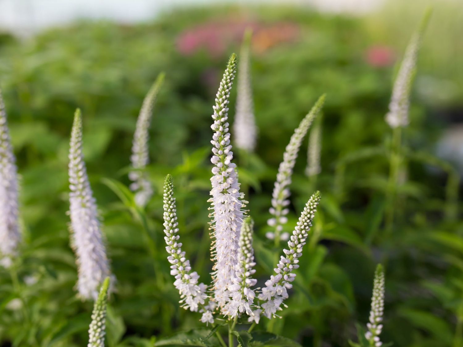 Veronica longifolia 'White Jolanda' White Jolanda Speedwell
