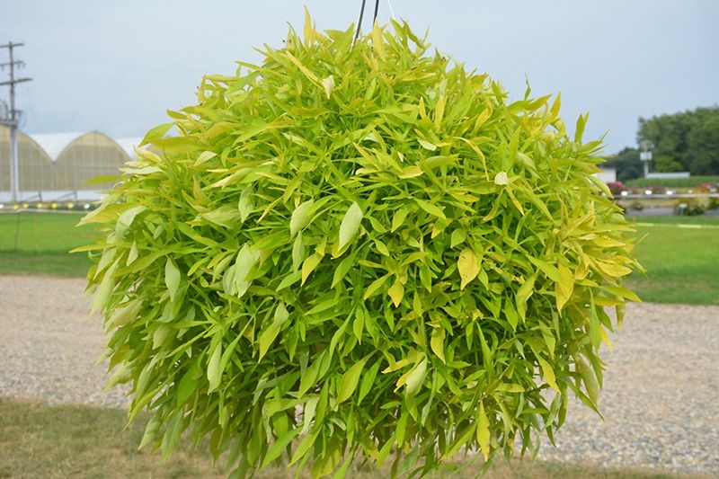 Ipomoea batatas Illusion® 'Emerald Lace' Illusion® Emerald Lace Sweet Potato Vine