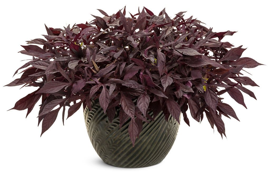 Ipomoea batatas Illusion® 'Penny Lace' Illusion® Penny Lace Sweet Potato Vine