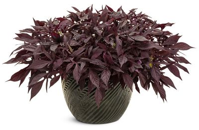Ipomoea batatas Illusion® 'Penny Lace' Illusion® Penny Lace Sweet Potato Vine