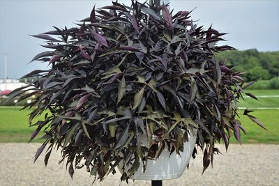 Ipomoea batatas Illusuion® 'Midnight Lace® Midnight Lace Sweet Potato Vine