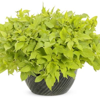 Ipomoea batatas Sweet Caroline 'Light Green' Sweet Caroline Light Green Sweet Potato Vine (Proven Accents®)
