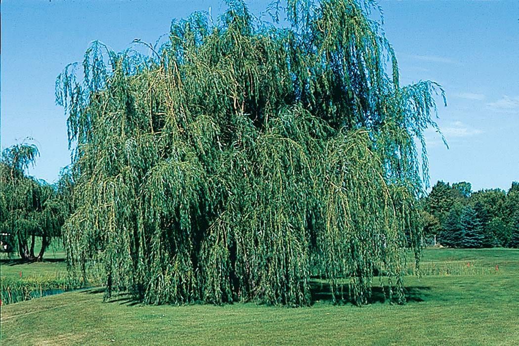 Salix babylonica 'Lace' Lace Weeping Willow