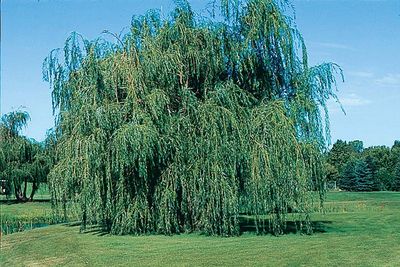 Salix babylonica 'Lace' Lace Weeping Willow