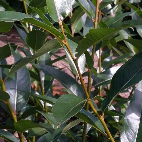 Salix pentandra Laurel Leaf Willow