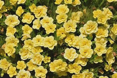 Calibrachoa Superbells® 'Double Yellow'  Superbells® Double Yellow Calibrachoa