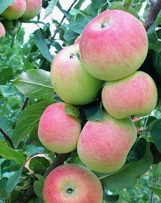 Malus x 'Goodland' (Dwarf) Dwarf Goodland Apple