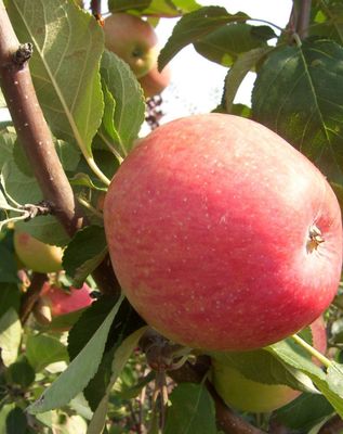 Malus x 'Jefcoutts' (Dwarf) Dwarf Gemini® Apple