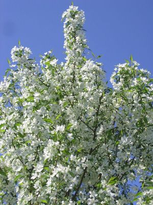 Malus x 'Jeflite' Starlite® Flowering Crabapple
