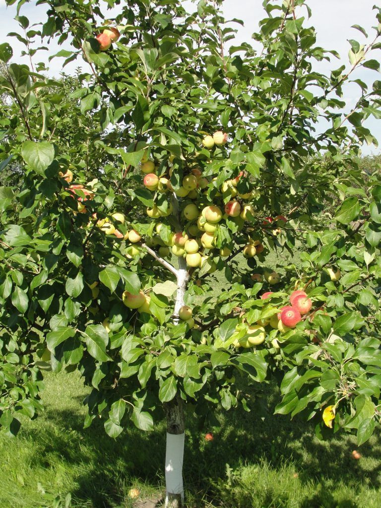Malus x 'Norkent' (Dwarf) Dwarf Norkent Apple