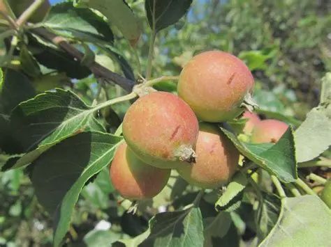 Malus x 'Rescue' Rescue Applecrab