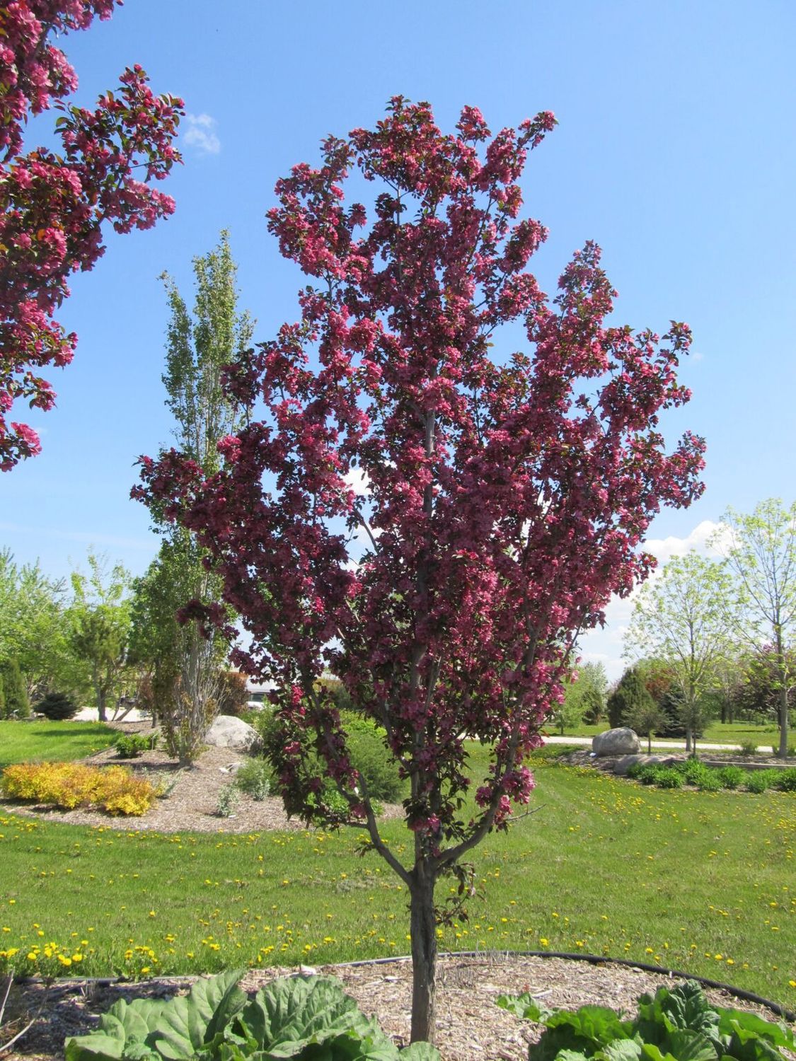 Malus x adstringens 'Durleo' Gladiator® Rosybloom Crabapple