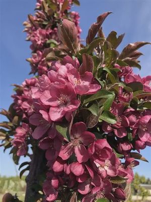 Malus x adstringens 'Jefnite'  Midnite Spire® Rosybloom Crabapple