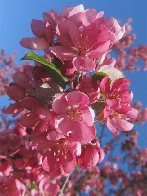 Malus x adstringens 'Thunderchild' Thunderchild ® Rosybloom Crabapple