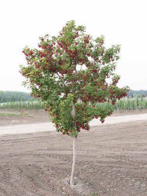 Acer tataricum 'GarAnn' Hot Wings®  Tatarian Maple