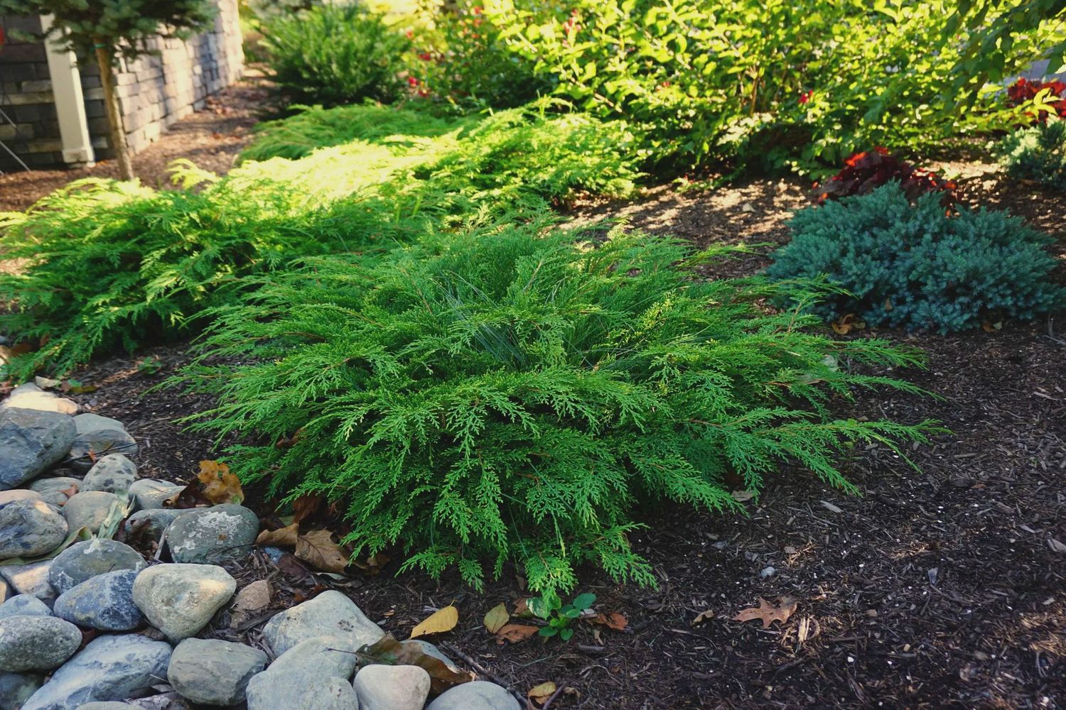 Microbiota decussata 'Prides' Celtic Pride® Russian Cypress