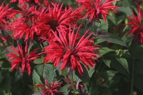 Mondara didyma 'Gardenview Scarlet' Gardenview Scarlet Bee-Balm