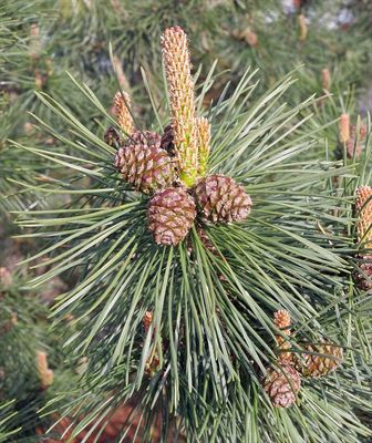Pinus mugo mughus Mugo Pine