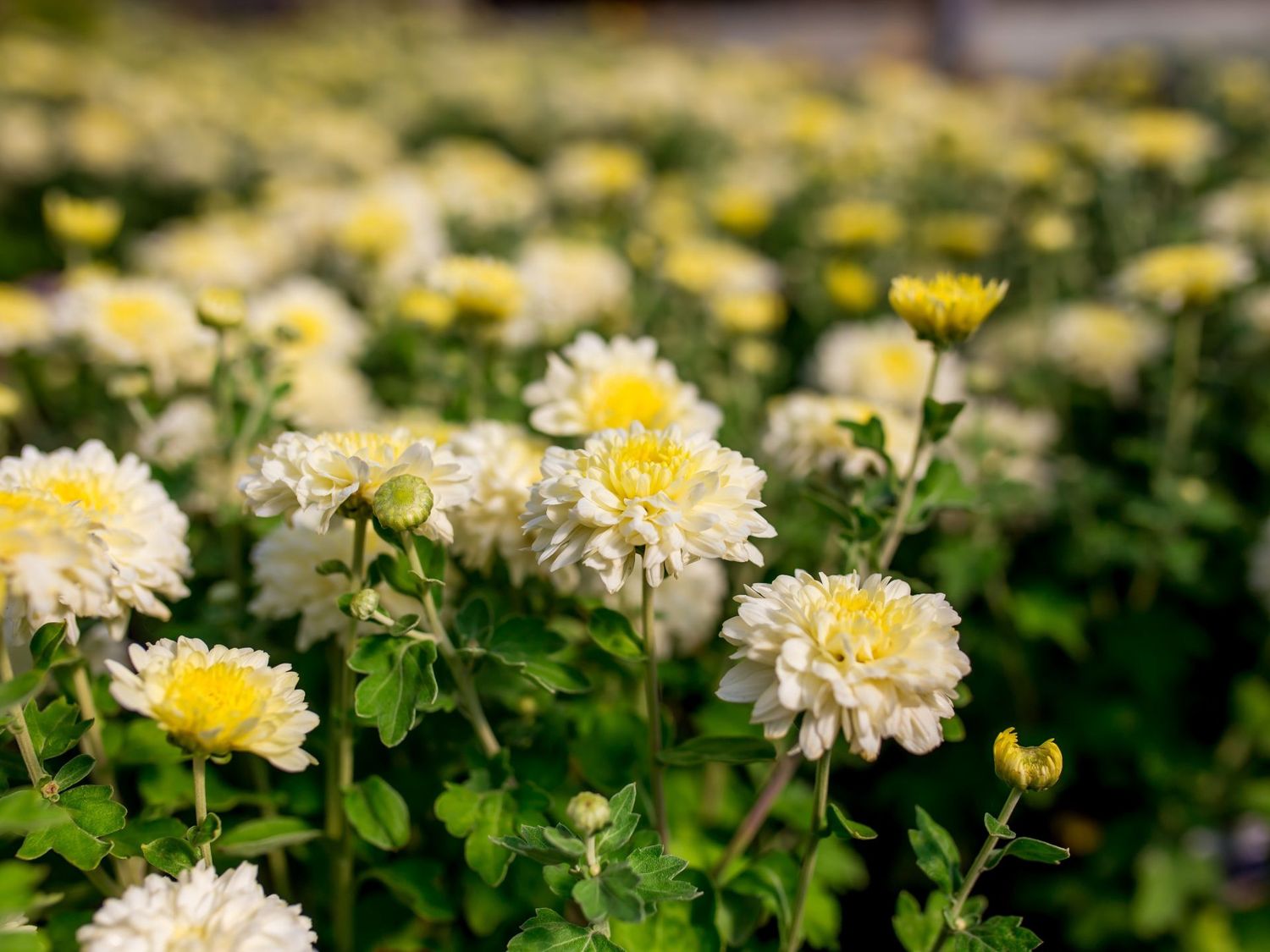 Chrysanthemum x morifolium 'Morden Cameo' Morden Cameo Mum
